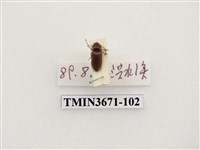 藏品(叩頭蟲(2))的圖片